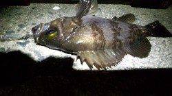 天橋立方面でメバリング、時合が短かかった・・・