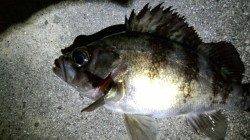 天橋立方面でメバリング、時合が短かかった・・・