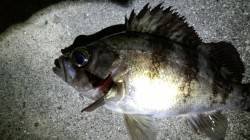 天橋立方面でメバリング、時合が短かかった・…