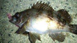 天橋立メバリング、全体的にサイズは少しマシになってきました