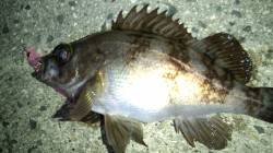 天橋立メバリング、全体的にサイズは少しマシ…