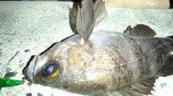 天橋立メバリング、全体的にサイズは少しマシになってきました