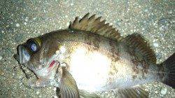 天橋立、メバリングとても渋く数匹釣るのに時間がかかりました