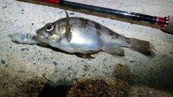 天橋立でのメバリング釣果