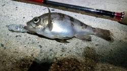 天橋立でのメバリング釣果