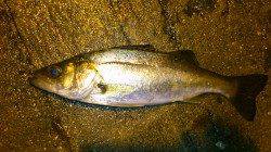 舞洲で早朝シーバス、ヒットカラーはピンク！