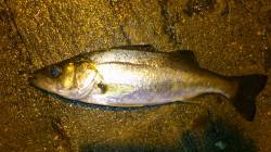 舞洲で早朝シーバス、ヒットカラーはピンク！…