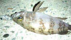 ナイトルアーゲーム in 天橋立