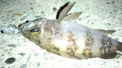 ナイトルアーゲーム in 天橋立