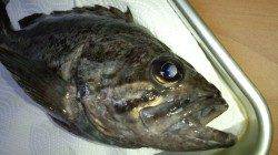 ナイトルアーゲーム in 天橋立