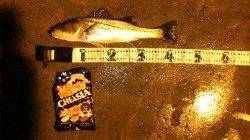 舞洲でシーバス、雨の日のヒットカラーはホワイトでした。