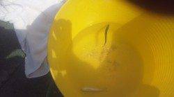 田ノ浦でファミリーフィッシング〜イワシが回遊しています〜