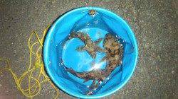 海南でガシラルアーゲーム、ただ巻きで3匹GET！