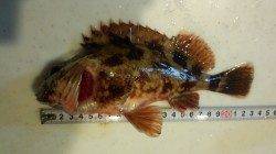 海南でガシラルアーゲーム、ただ巻きで3匹GET！