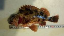 海南でガシラルアーゲーム、ただ巻きで3匹G…