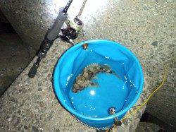 戸坂・塩津漁港 ジグヘッドリグ2gにワームで約20cmのガシラ☆