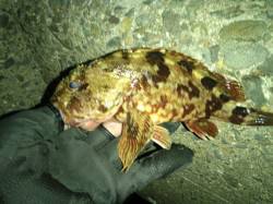 戸坂・塩津漁港 ジグヘッドリグ2gにワーム…