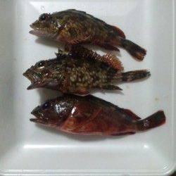 阿尾漁港 ジグヘッド使用でガシラ9匹