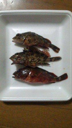 阿尾漁港 ジグヘッド使用でガシラ9匹