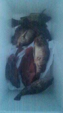 田ノ浦漁港で根魚釣り、大漁です♪