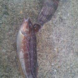 雨の神戸空港でズボ釣り、ガシラとササノハベラ