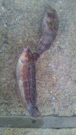 雨の神戸空港でズボ釣り、ガシラとササノハベラ