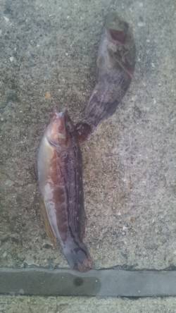 雨の神戸空港でズボ釣り、ガシラとササノハベ…