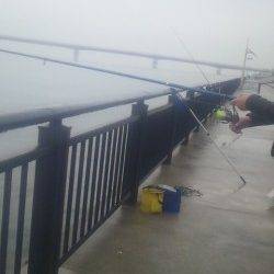 雨の神戸空港でズボ釣り、ガシラとササノハベラ