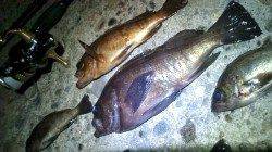 香住東港でメバリング、数釣れています！