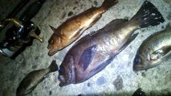 香住東港でメバリング、数釣れています！