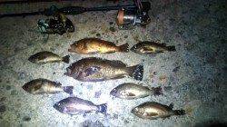 香住東港でメバリング、数釣れています！