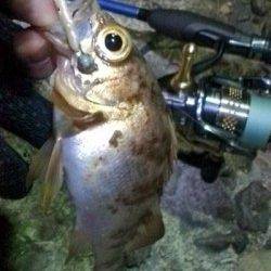 津居山港 メバリングでメバル25cm＆リリース5匹