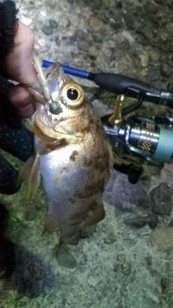 津居山港 メバリングでメバル25cm＆リリ…