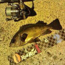 津居山港 メバリングでメバル25cm＆リリース5匹