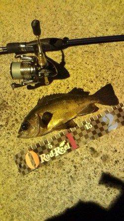 津居山港 メバリングでメバル25cm＆リリース5匹