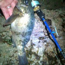 津居山港 メバリングでメバル・ガシラ・アジ