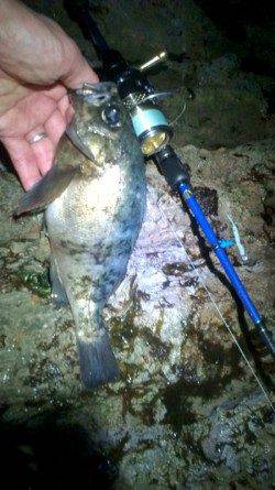 津居山港 メバリングでメバル・ガシラ・アジ