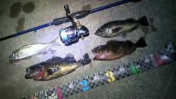 津居山港 メバリングでメバル・ガシラ・アジ…