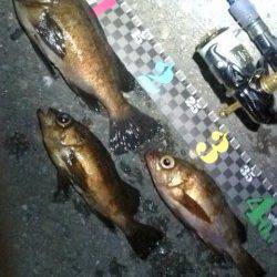 テトラ際をジグヘッドで探り…24cmを頭にメバル3匹♪