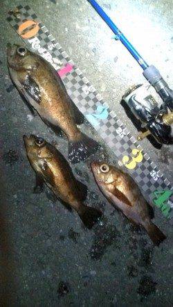 テトラ際をジグヘッドで探り…24cmを頭にメバル3匹♪