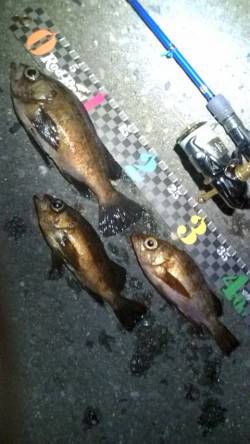 テトラ際をジグヘッドで探り...24cmを…