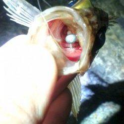 テトラ際をジグヘッドで探り…24cmを頭にメバル3匹♪