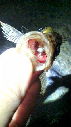 テトラ際をジグヘッドで探り…24cmを頭にメバル3匹♪