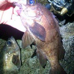 柴山の磯場でメバリング、25cm頭に5匹★