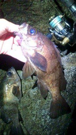 柴山の磯場でメバリング、25cm頭に5匹★