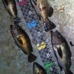 柴山の磯場でメバリング、25cm頭に5匹★