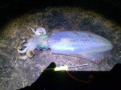 紀伊大島でのナイトエギング、中層でGET！