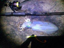 紀伊大島でのナイトエギング、中層でGET！