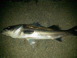 舞洲で68cmのシーバス♪ぐ~っとのしかかるようなアタリでした。