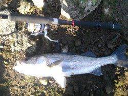 紀ノ川河口 ルアーでシーバス52cm